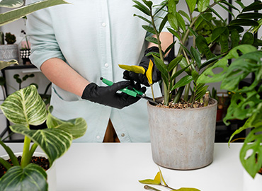 indoor plants maintenance services in dubai