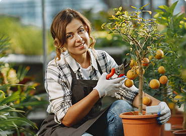 Tree and shrub services in dubai
