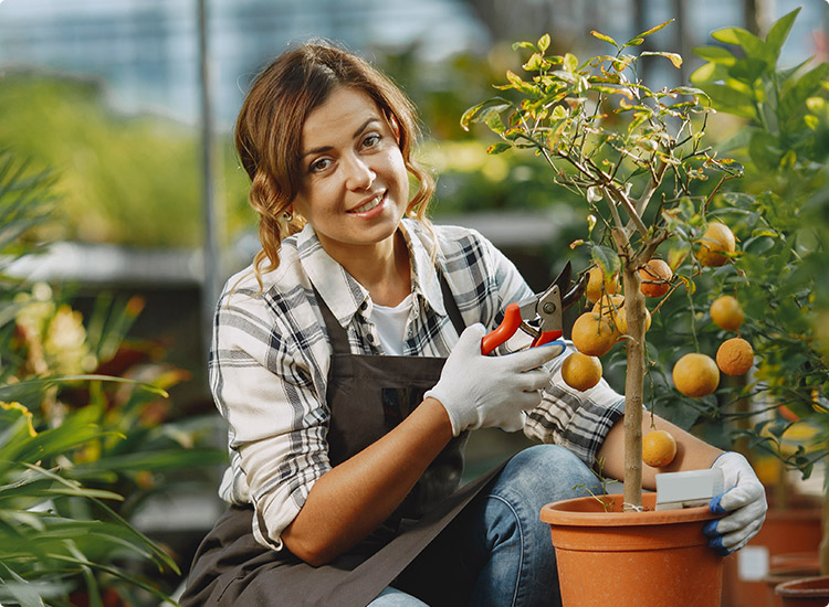 garden maintenance services in dubai