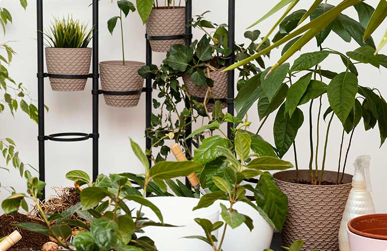 Indoor plants