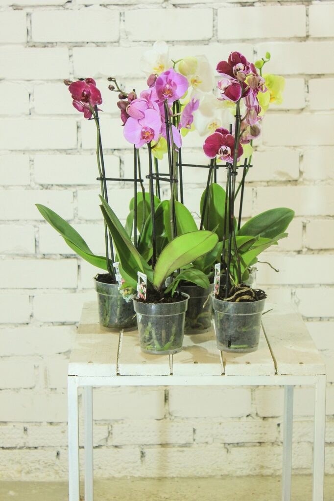 indoor plants maintenance services in duba