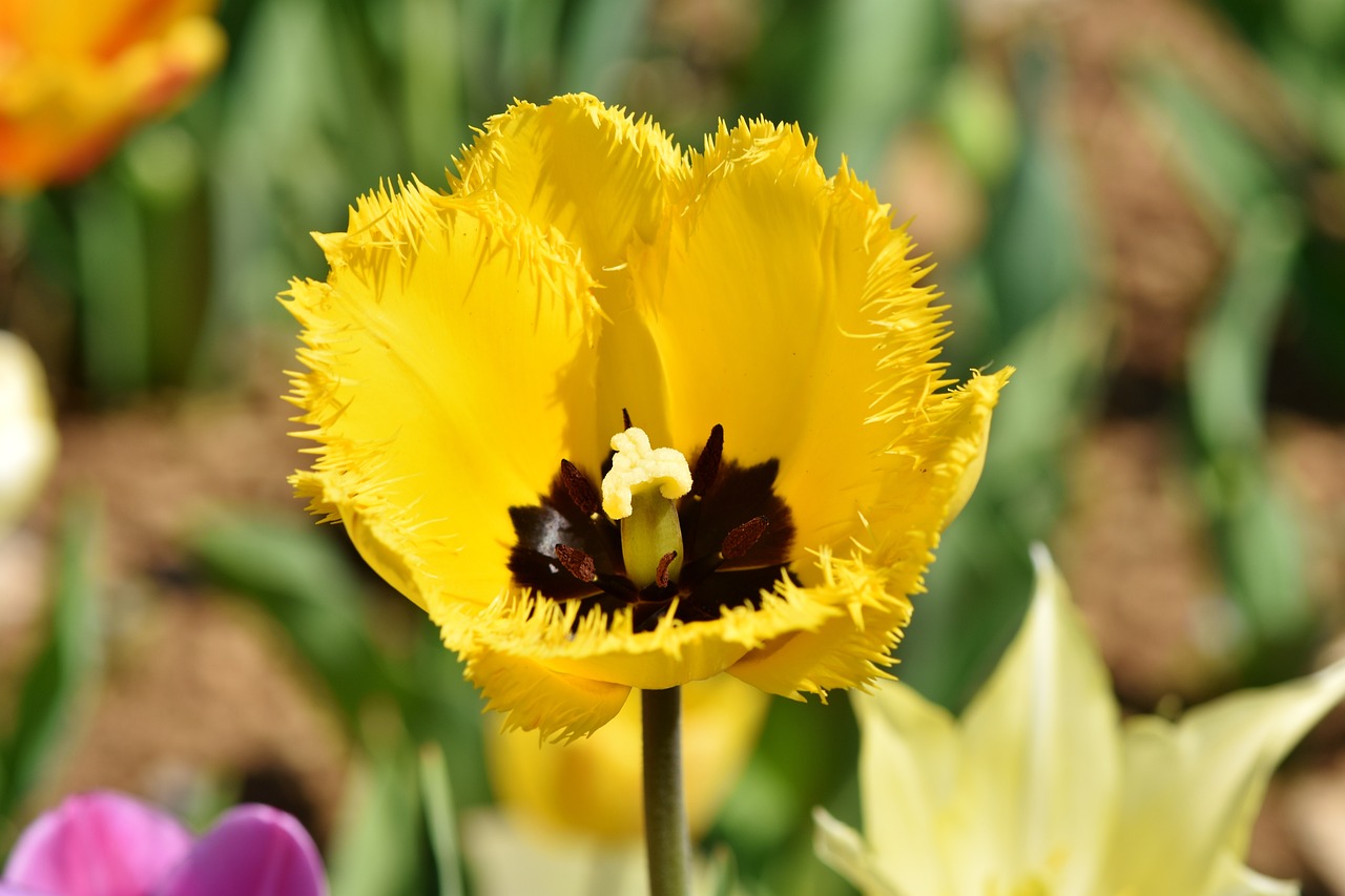 tulip, cut flower, spring flowers
