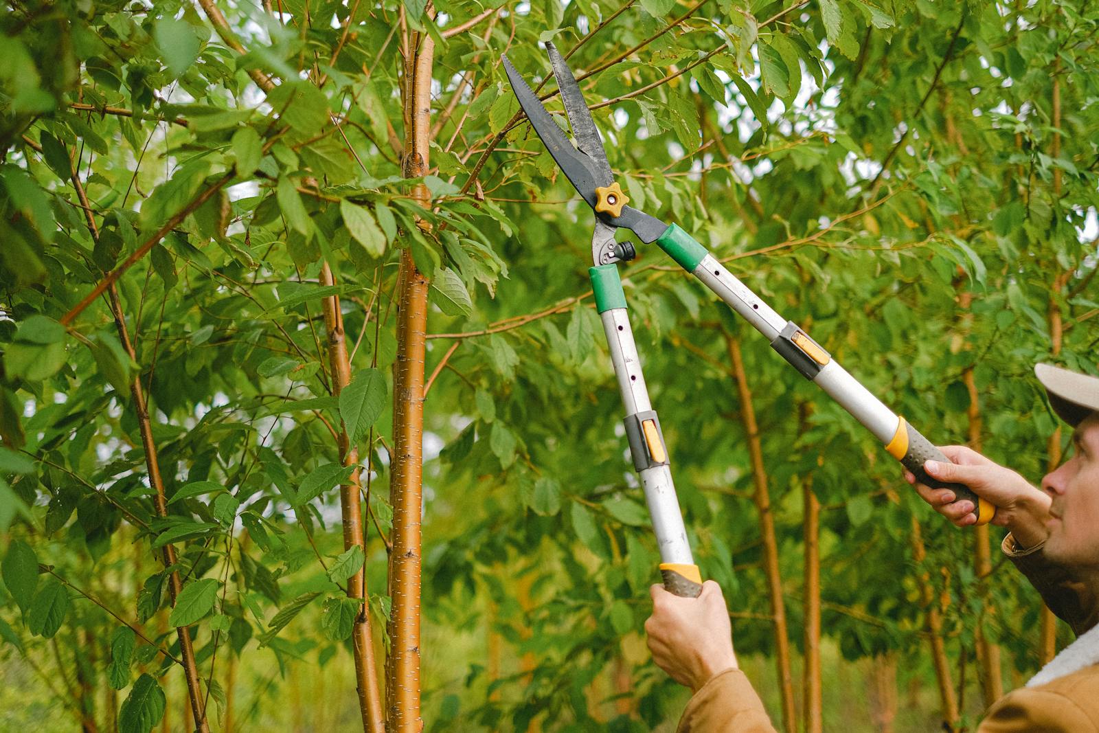 Side view of farmer with pruning shear trimming branches of tree with green leaves