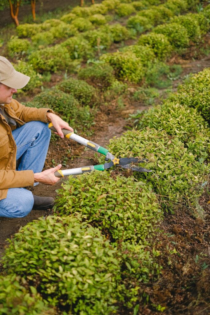 A male gardener meticulously trims hedges in a rural outdoor field with pruning shears.