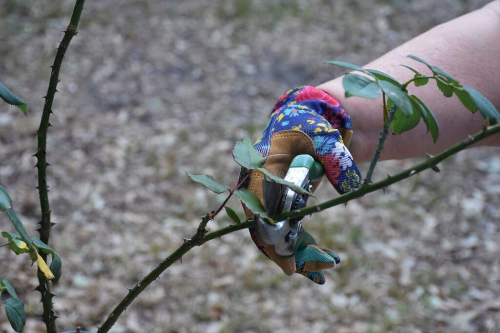 pruning, gardening, roses