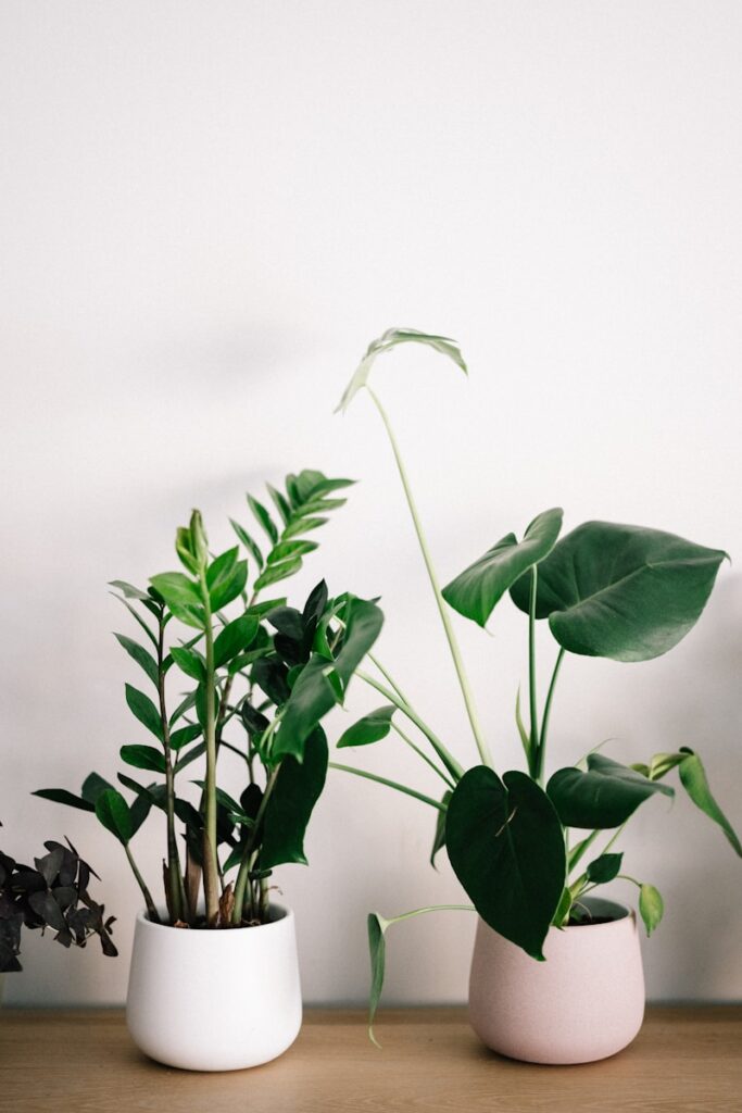 indoor plants maintenance services in dubai